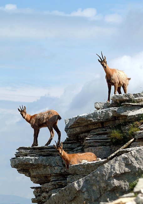 Camoscio d''Abruzzo Rupicapra pyrenaica ornata